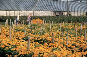 KW-Blumen1
