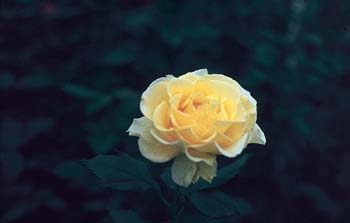 V-gelbe Rose